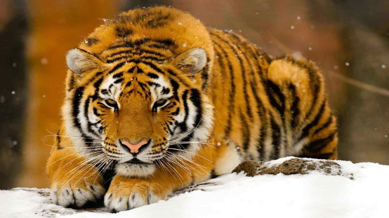 one animal, africa, portrait, wild, stripes, tiger cat, animal wildlife, cat, snowing, eye, safari, whiskers, zoo, fierce, animal themes, tiger, big cat