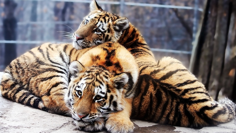 nose, two animals, relaxation, animal themes, hunter, animal wildlife, animals, whisker, beast, safari, mammal, animal, dangerous, domestic animal, stripes