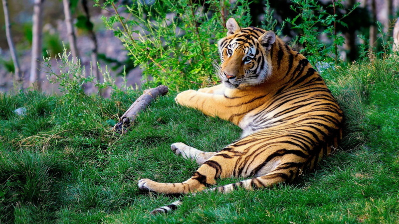 staring, wildcat, portrait, beast, animal, striped, nature, daytime, danger, resting, animal themes, jungle, big cat, stripes, wildlife, outdoors, aggressive