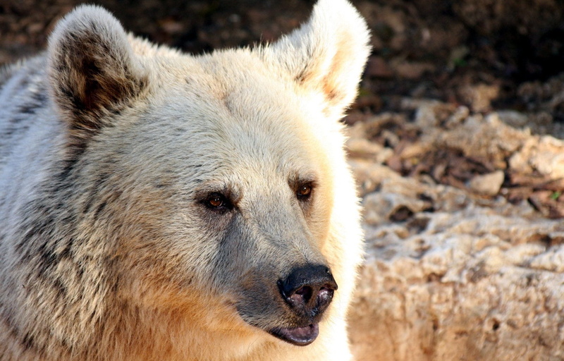white, looking, grizzly bear, snout, species, focus on foreground, day, no people, captivity, furry, alaska, wilderness, Brown, fierce, power, dangerous