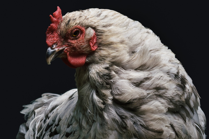 chicken - bird, majestic, black background, hen, domestic animals, vertebrate, pets, still, bokeh, animal themes, animals, birds, mammal, chickens, fierce