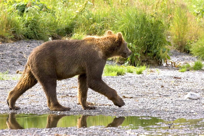 grizzly, day, animal, bear, fierce, one animal, walking, water, no people, grass, animals in the wild, wild, nature, profile view, stream - flowing water