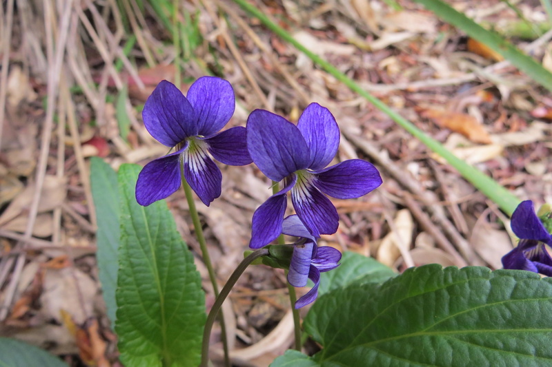 day, 4K, purple, australia, freshness, nature, vulnerability, land, flowering plant, plant, violet, inflorescence, plant part, petal, close-up, beauty in nature