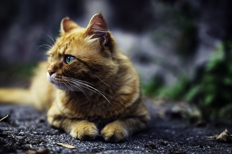 close-up, animal, domestic animals, animals, paws, fur, fierce, cats, cat, animal head, animal body part, animal themes, whisker, feline, domestic cat