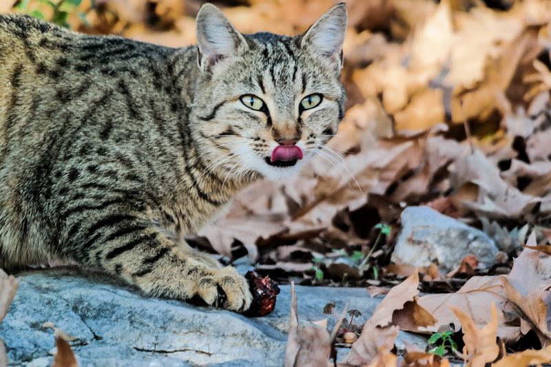 cats, one animal, domestic animals, feline, mammal, animal, whiskers, lick, snout, fur, tabby, cat, leaf, pets, portrait, no people, still, animals, close-up