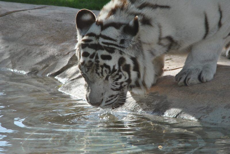 water, White, vertebrate, lake, waterfront, nature, animals in the wild, one animal, Tigers, no people, dangerous, animal themes, nero, animal markings