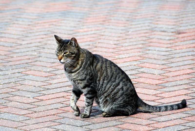 road, domestic cat, Cat, 1080P, no people, elegant, texture, Animal, kitty, full length, stare, day, looking away, Street, predator, portrait, Sidewalk