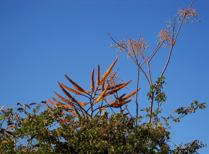 blue, Flowers, fierce blue sky, more plants, Succulent, day, growth, flowering plant, beauty in nature, sunny, no people, Plant, sear shaped flowers, tall