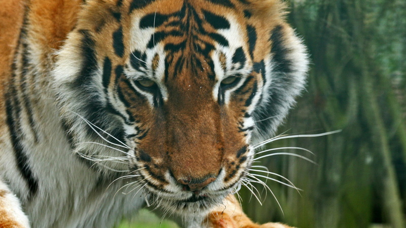 outdoors, eye, animal mouth, fur, portrait, beast, wild, animal themes, cat, whisker, carnivore, stripes, endangered species, no people, jungle, animal eye