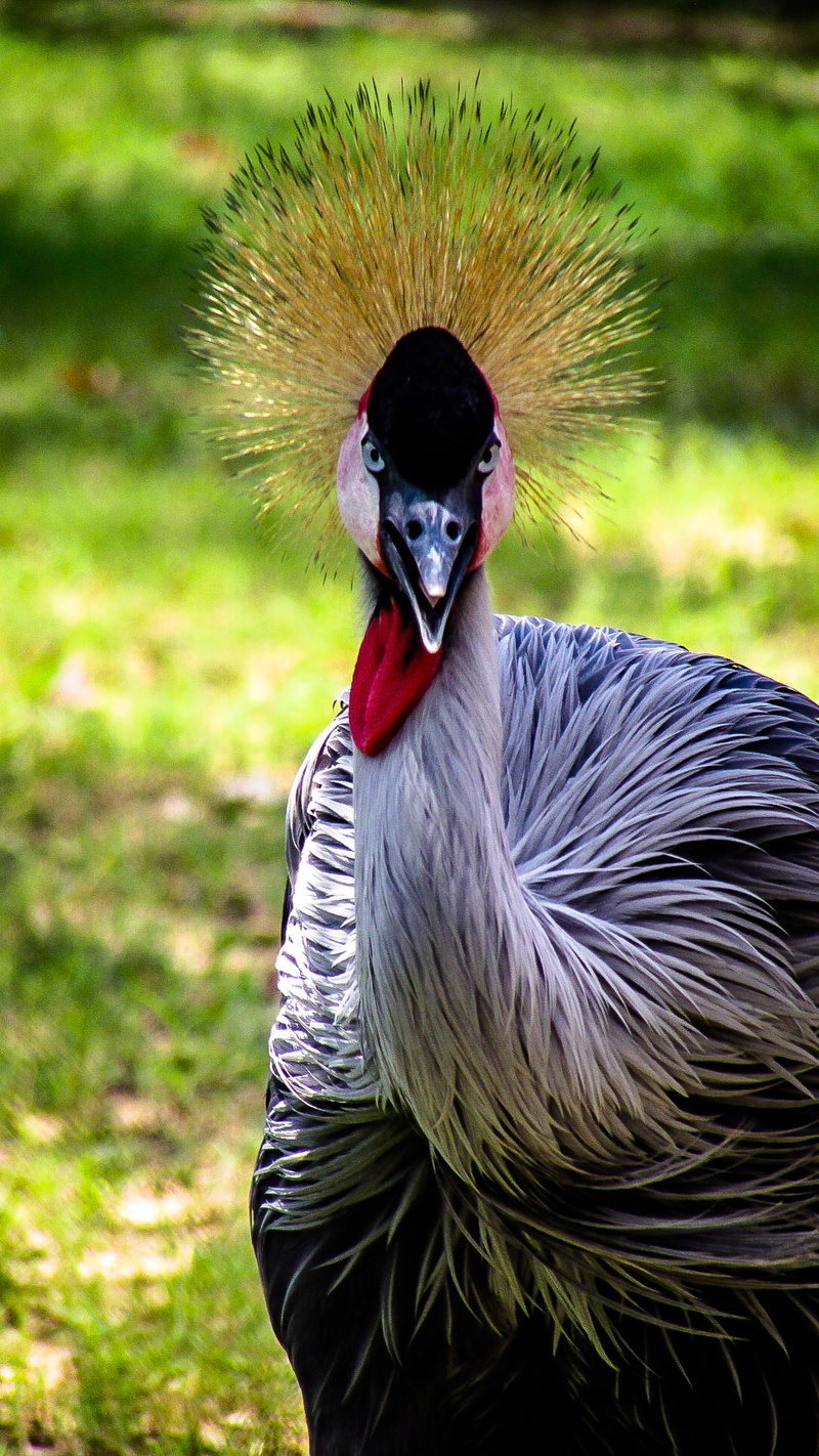 land, flightless bird, vertebrate, 2K, memphis zoo, animals in the wild, united states, green color, day, no people, portrait, outdoors, flightless, fierce