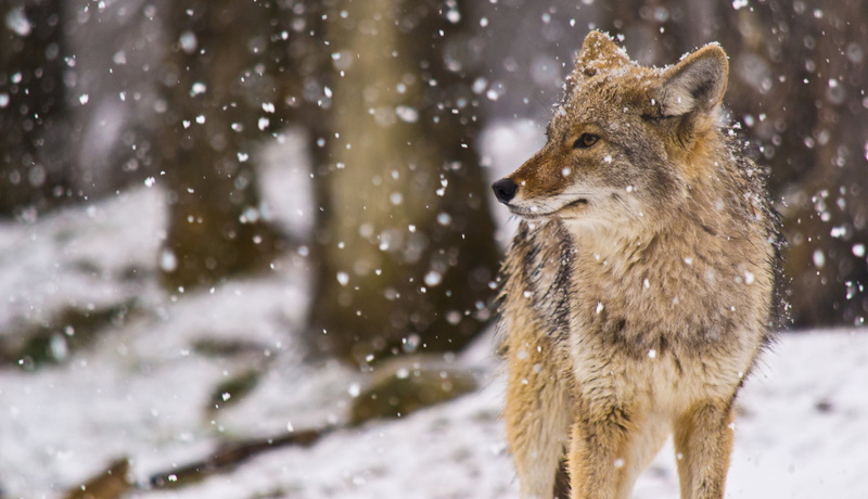 coyote (Prairie wolf), animal, looking, Coyote, extreme weather, day, Canis latrans, animal themes, land, 1080P, one animal, focus on foreground, animals in the wild