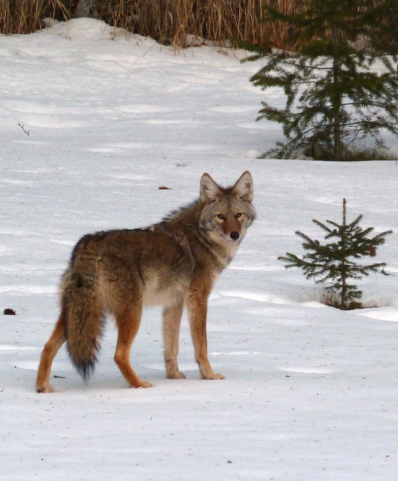 canine, vertebrate, animal, no people, land, animal wildlife, wild life, furry, tree, outdoors, wolf, mammal, day, plant, brown, portrait, field, carnivore