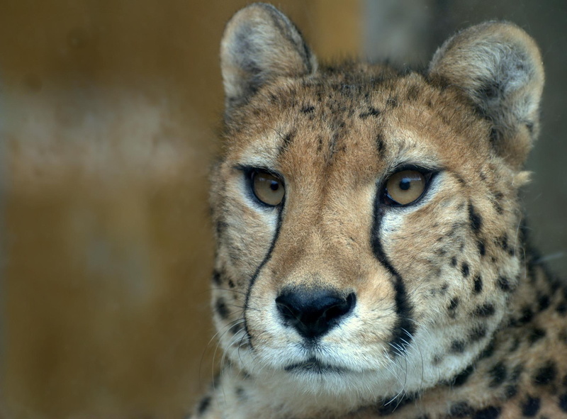 gepard, cats, animals, raubtiere, cheetah, 1080P