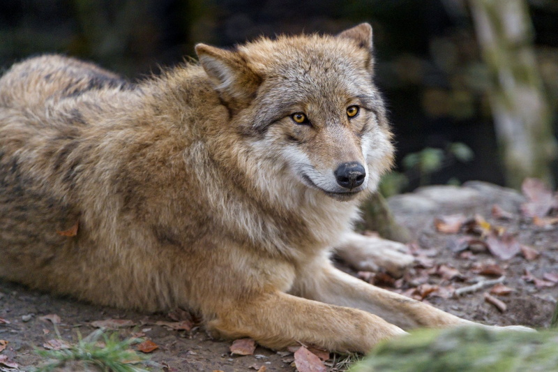 Foliage, Wolf, Animal, 1080P, Mongolian Wolf