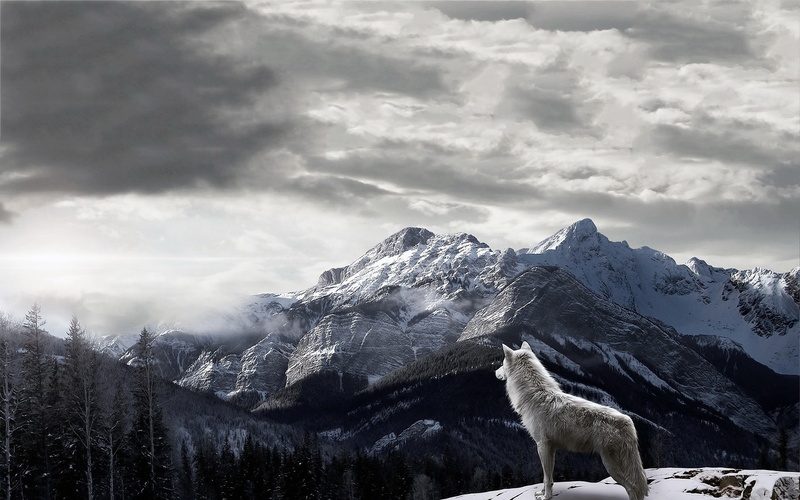 formation, animal, no people, landscape, one animal, tree, nature, pets, mountains, mountain range, clouds, wolf, day, domestic animals, cloud - sky, 1080P