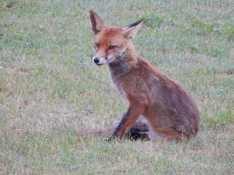no people, 4K, portrait, mammal, looking, field, outdoors, plant, wildtier, fuchs, animal wildlife, land, side view, grass, animals in the wild, nature