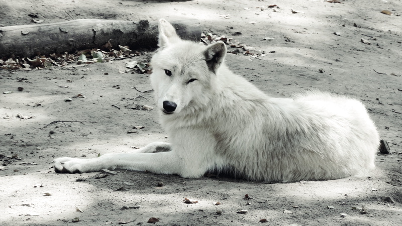 domestic, sitting, animal themes, relaxation, mouth open, domestic animals, dog, carnivora, one animal, wild, nature, vertebrate, field, day, portrait