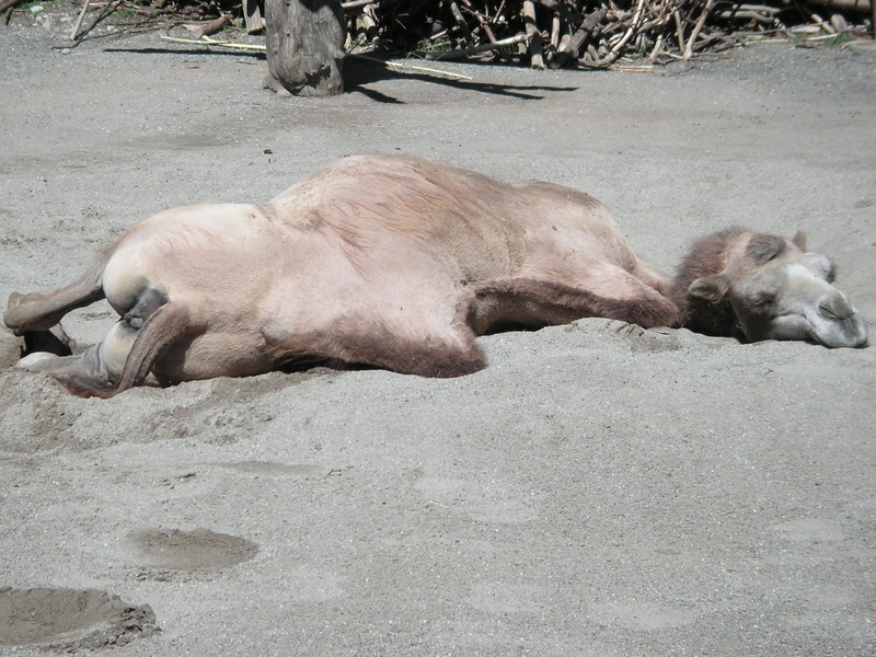 no people, egypt, animal family, livestock, canine, hump, domestic animals, Zurich, Animal, pig, zoo, nature, day, animals in the wild, lying down, 1080P