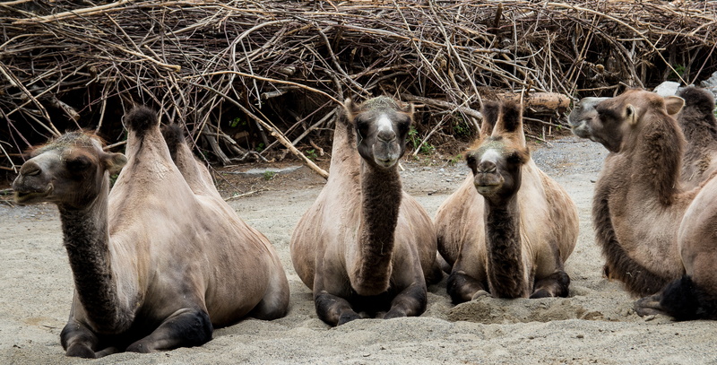 animal, zoo zurich, tree, ungulate, zoo, focus on foreground, animal world, 5K, outdoors, sand, no people, plant, herbivorous, day, four animals, land