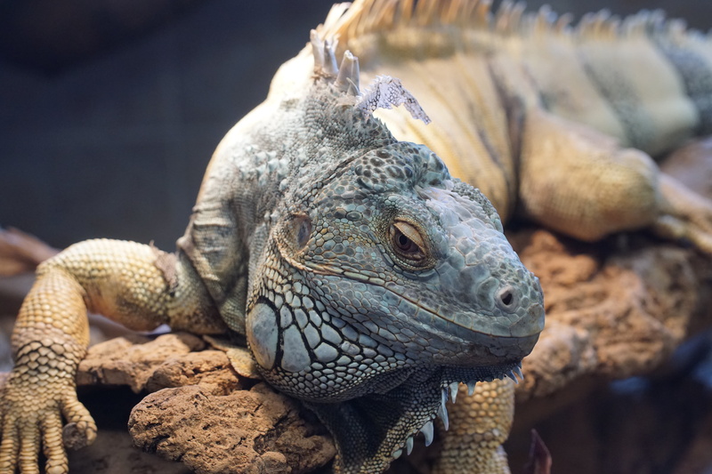 rock - object, solid, pebble, grey, animal themes, animal, outdoors, iguana, lizard, close-up, animal wildlife, no people, day, one animal, focus on foreground