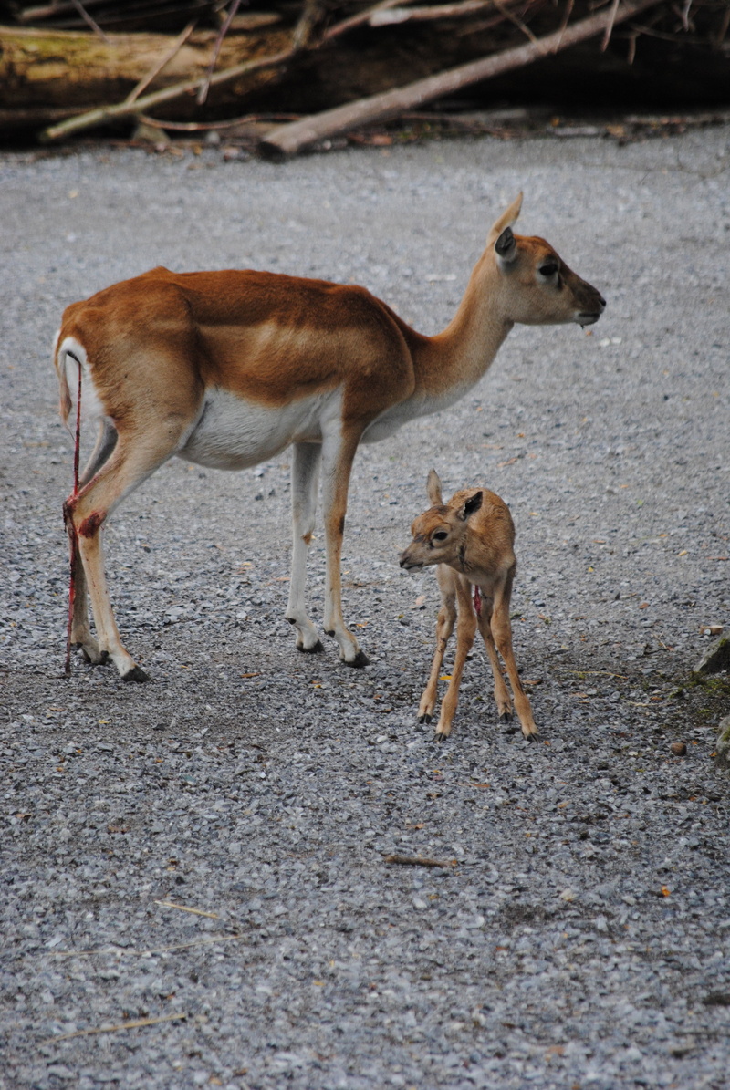 young animal, no people, full length, blackbuck, zoo, animal wildlife, field, umbilical cord, nature, side view, deer, 4K, day, group of animals, zurich