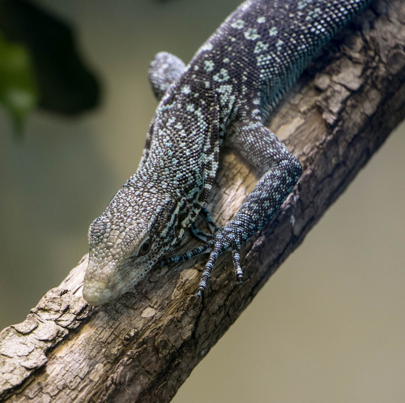 iguana, branch, chameleon, wildlife, reptile, 1080P, animal themes, no people, zurich, profile view, vertebrate, day, focus on foreground, tree trunk