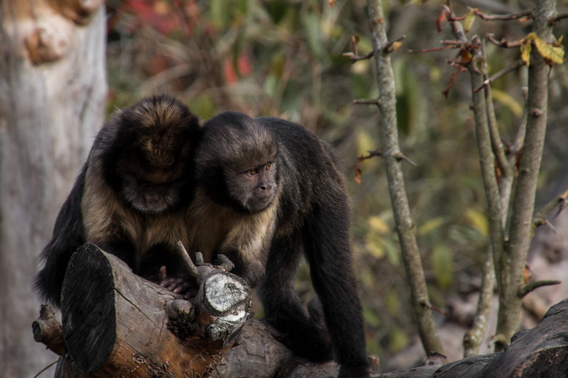 tree, two animals, nature, animal themes, ape, animals in the wild, young animal, monkey, mammal, animal world, outdoors, animal wildlife, zurich zoo, group of animals