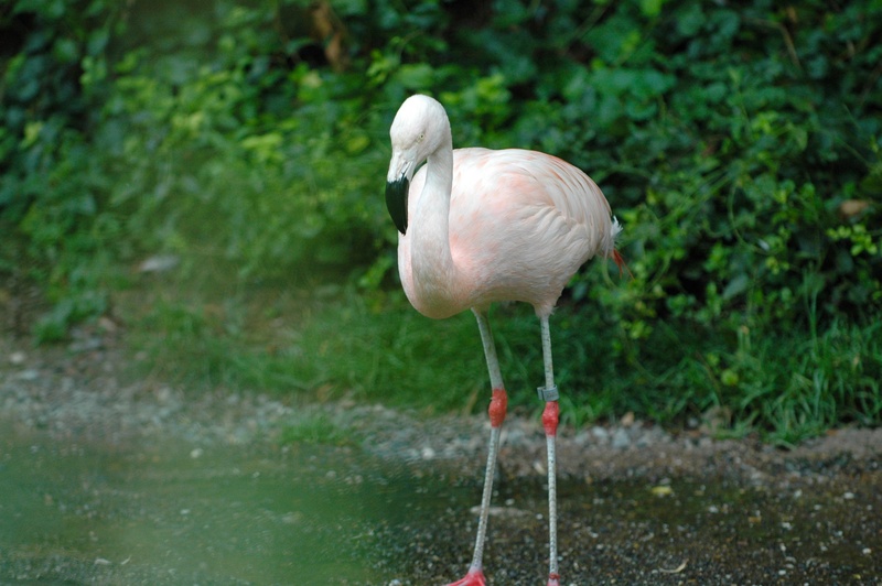 plant, beauty in nature, outdoors, water, green color, lake, animal wildlife, standing, bird, animal, animal themes, vertebrate, water bird, animal neck