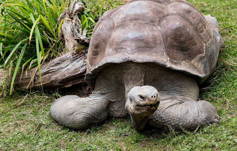 land, one animal, day, field, plant, herbivorous, tortoise shell, looking at camera, animal, animal world, portrait, grass, 4K, tortoise, no people, animal themes