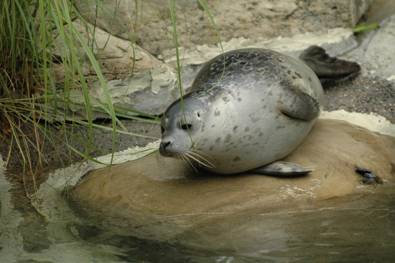 no people, animals in the wild, zurich, zoo animal, animal themes, lazy, animal world, marine, seal - animal, animal, meeresbewohner, day, solid, mammal
