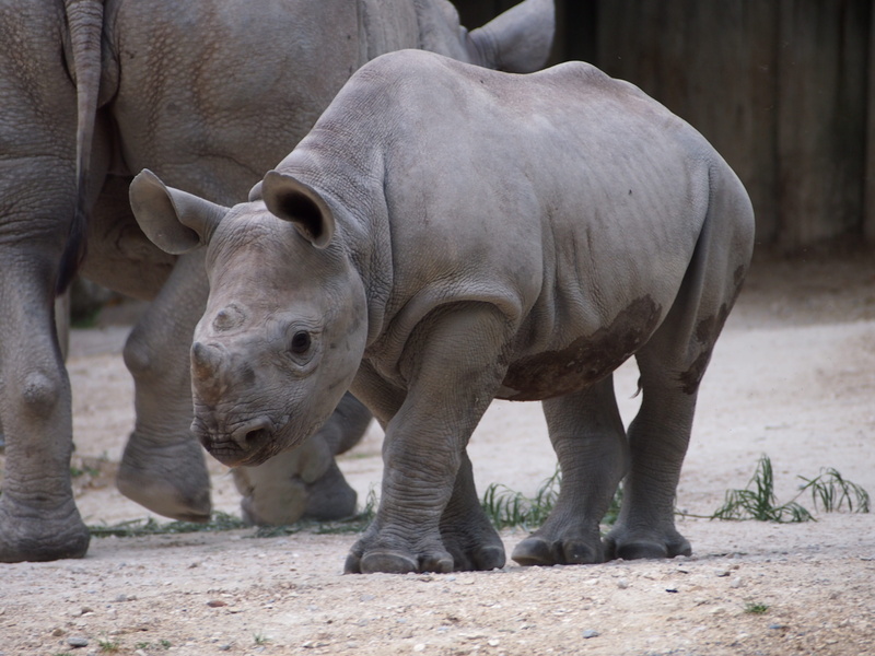 animal world, rhinoceros, strength, herbivorous, Zurich, focus on foreground, Zoo, animal wildlife, zoo, standing, no people, animals in the wild, Horn