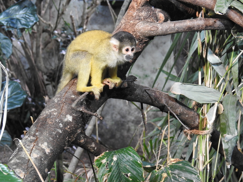 animals in the wild, one animal, animal wildlife, plant part, outdoors, animal world, animal, vertebrate, äffchen, no people, capuchins, nature, branch