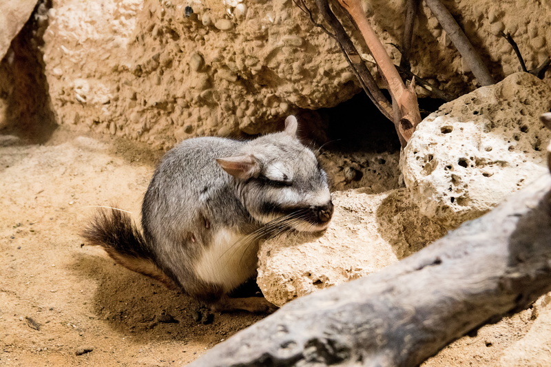 viscacha, vertebrate, one animal, nature, plains viscacha, tree, no people, herbivorous, animal wildlife, animals in the wild, zoo, animal world, outdoors
