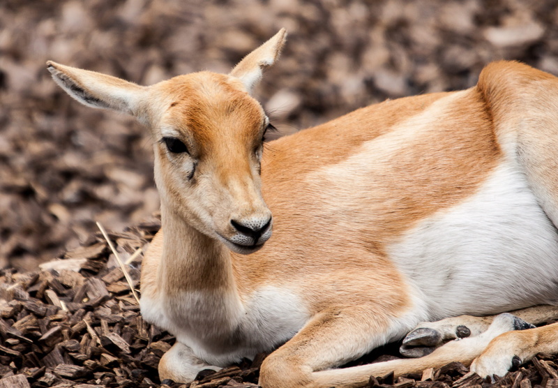 domestic animals, land, one animal, brown, animal head, animal wildlife, animals in the wild, deer, herbivorous, stag-goat-antelope, looking, antelope