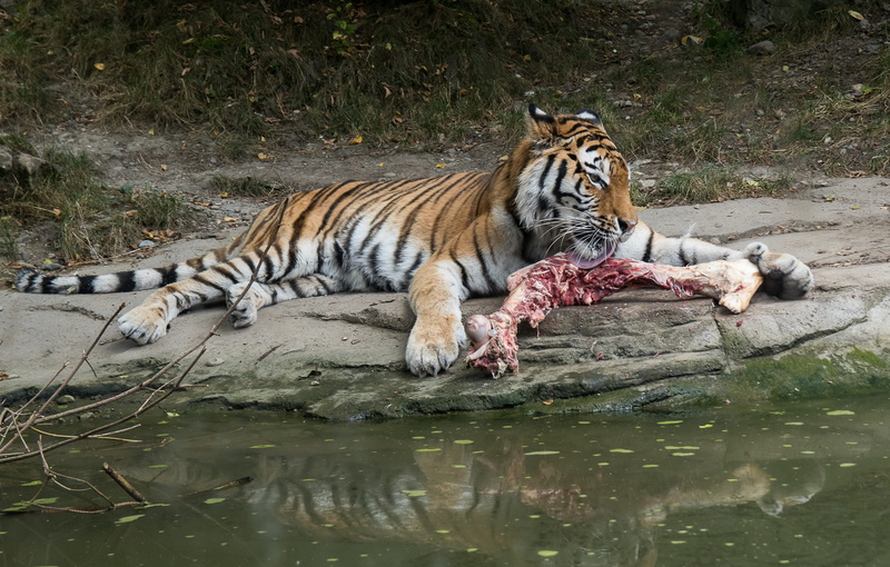water, animal, animals in the wild, animal wildlife, stripes, tiger, zoo zurich, feline, nature, carnivora, mammal, big cat, white tiger, 4K, zoo, lake