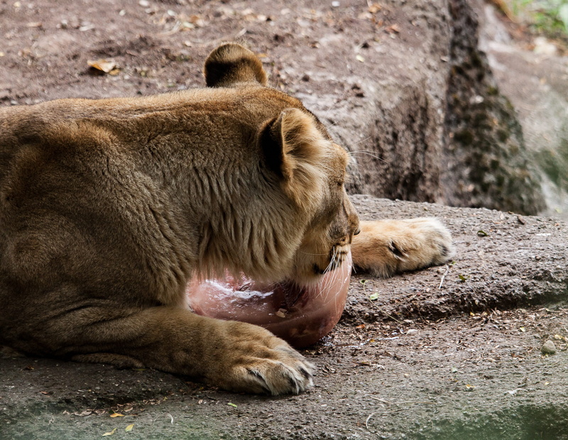 cat, day, big cat, animal world, lion, sleeping, predator, animal family, lioness, no people, zoo, female, outdoors, lying down, nature, feline, animals in the wild
