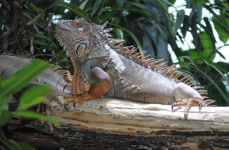 branch, day, land, tree, 2K, herbivorous, animal themes, lizard, one animal, reptile, zoo, iguana, plant, close-up, animal body part, nature, animal scale