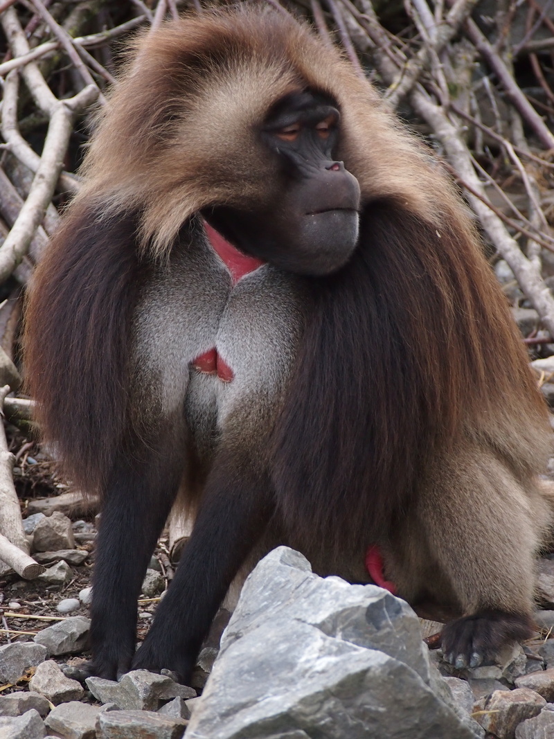males, one animal, animal themes, no people, sitting, day, dschelada, rock, focus on foreground, nature, animal family, zoo, animal wildlife, 4K, monkey