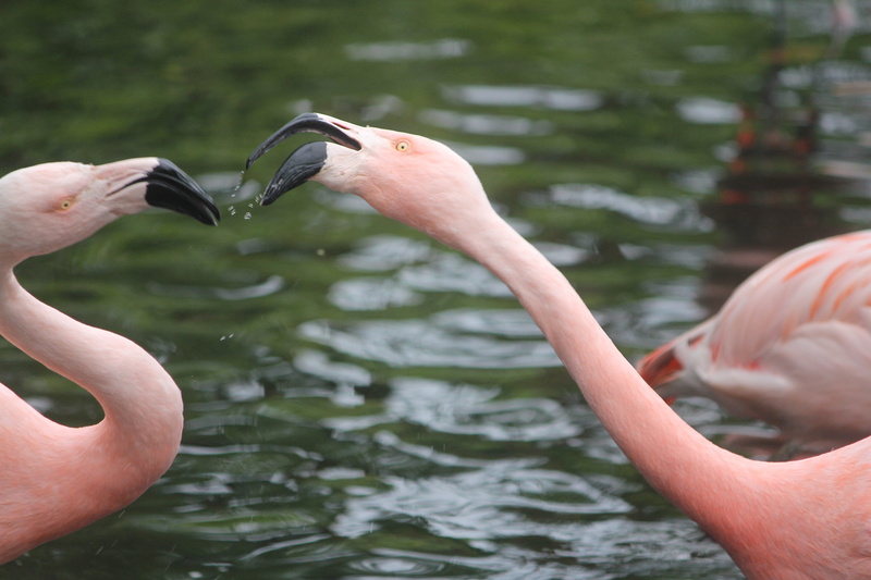 focus on foreground, zoo, animal wildlife, animal themes, day, hand, real people, flamingos, nature, tropical, human hand, zurich, vertebrate, wildlife photography