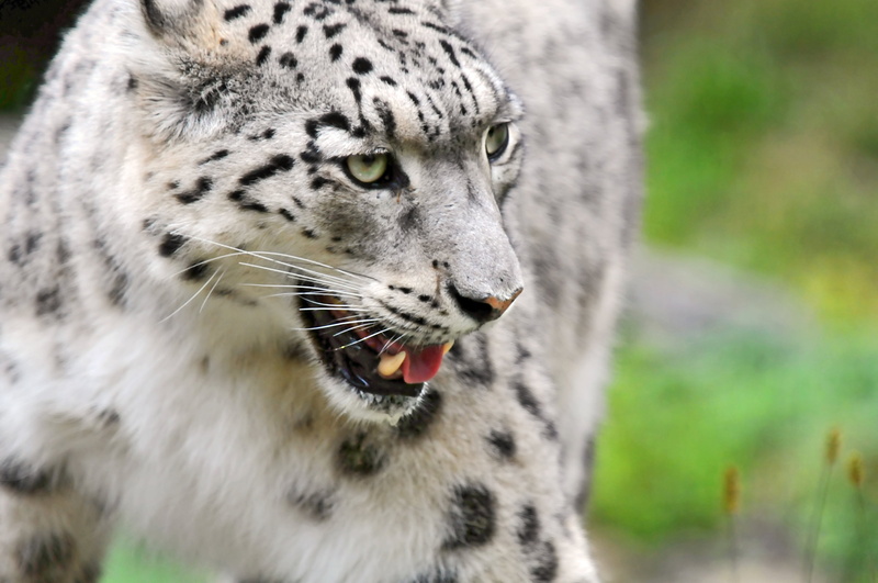 des, cute, schweiz, snow leopard, fur, photo, big Cat, kitty, animals In The Wild, walking, mother, wildlife, panthera  uncia, large, wild cat, animals Hunting