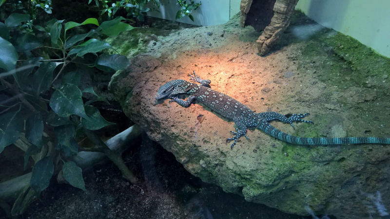 plant, geko, animal themes, animal, crocodile, animals in the wild, close-up, switzerland, high angle view, zurigo, vertebrate, full length, one animal