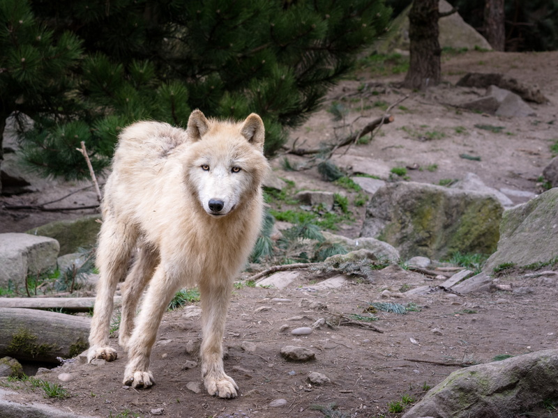 rock - object, land, one animal, animal wildlife, vertebrate, wolf, domestic animals, solid, attention, looking at camera, day, animal, pack animal, tree