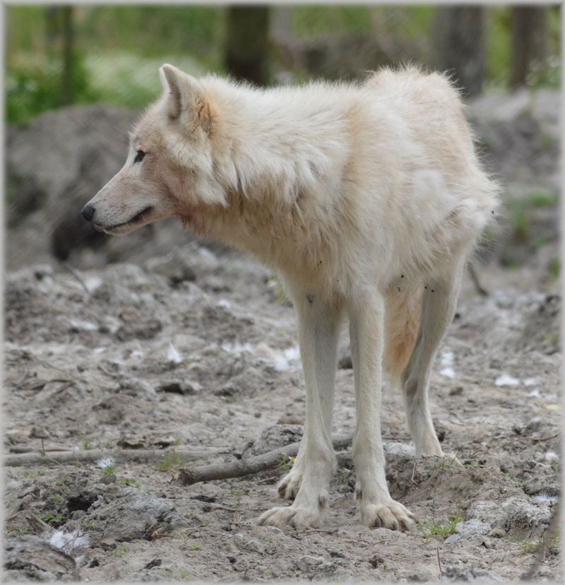domestic animals, animals, zoo, gray wool, wolf, standing, fox, dog, looking, mammal, depth, focus on foreground, animal themes, looking away, animal, animal wildlife