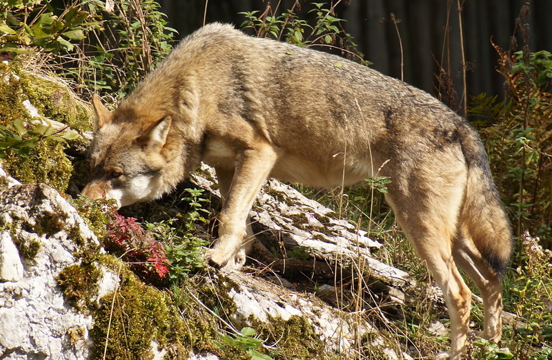 side view, plant, european wolf, Wolf, domestic, land, animal, predator, Wildlife Park, one animal, pack animal, no people, tree, Wild Animal, carnivores
