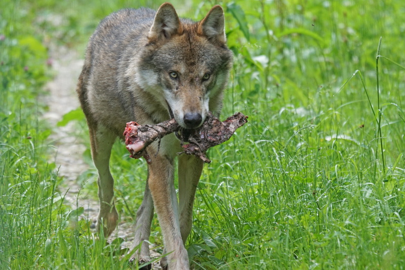 white, field, outdoors, mammal, brown, animal, grass, animal themes, bone, meat, plant, green color, Pack Animal, food, survival, canis lupus, animal wildlife