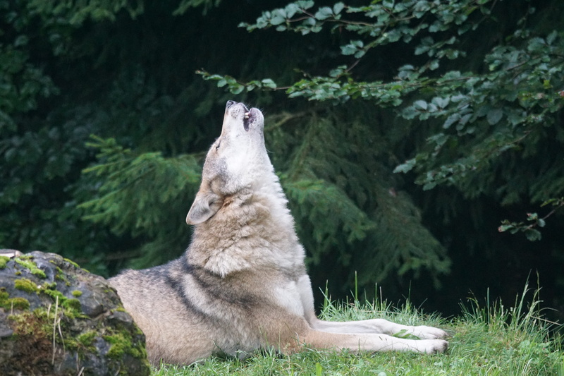outdoors, pack animal, white, one animal, mammal, green, animals in the wild, grassfield, nature, howl, rock, animal themes, wildlife photography, beige