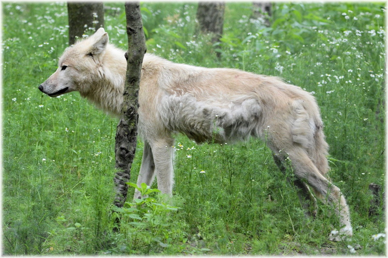 European Wolf, Predator, plant, Wool, outdoors, day, pets, zoo, land, animal, animal wildlife, dog, 1080P, grass, wolf, running, animals, Gray, one animal