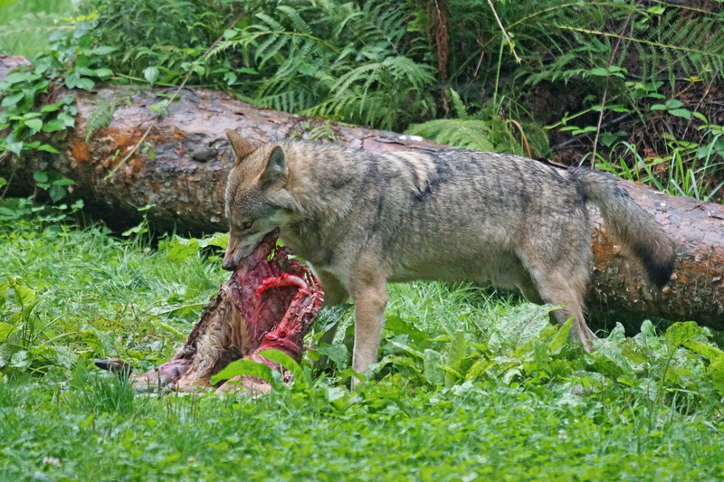 animal wildlife, grass, crack, nature, danger, carnivores, 5K, wildlife, vertebrate, animal, carnivore, day, eating, mouth open, wildlife photography