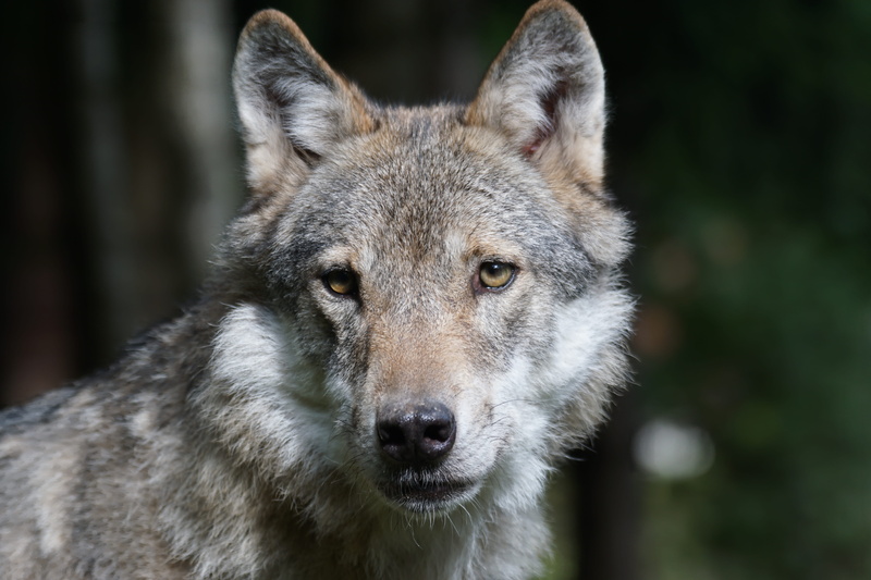 carnivores, european wolf, vertebrate, shallow, predator, no people, nature, wildlife photography, black and white, gray, animal wildlife, wolf, outdoors