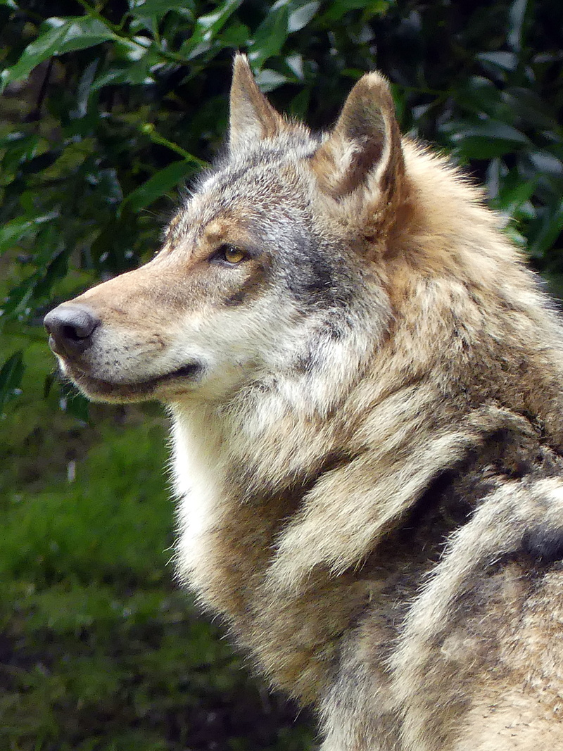 close-up, looking away, outdoors, animals in the wild, looking, wildlife photography, one animal, european wolf, focus on foreground, mammal, photography